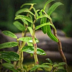 Health Lab Health Lab - Dendrobium Rejuvenation Tonic | Detoxification And Nourishing Health Fixed Size 4 Health Lab Health Lab - Dendrobium Rejuvenation Tonic | Detoxification And Nourishing Health Fixed Size - Image 2