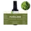 Health Lab Ancient Purslane Hydrosol (Anti Allergic, Anti Inflammatory And Anti Acne) Fixed Size Fixed Size 1 Health Lab Ancient Purslane Hydrosol (Anti Allergic, Anti Inflammatory And Anti Acne) Fixed Size Fixed Size -Personal Care Products Store 122031225560176